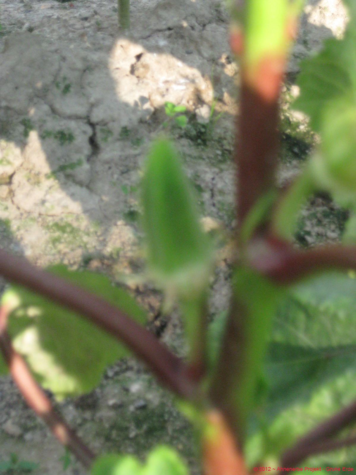 Lady Finger planting 20